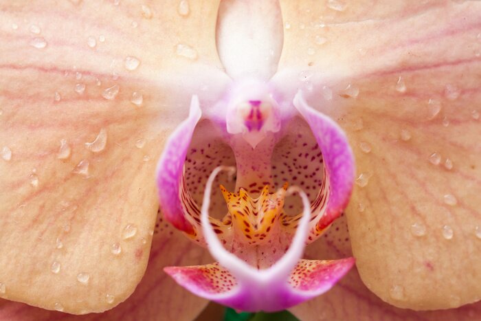 Poster  Fleur en gouttes photographie artistique