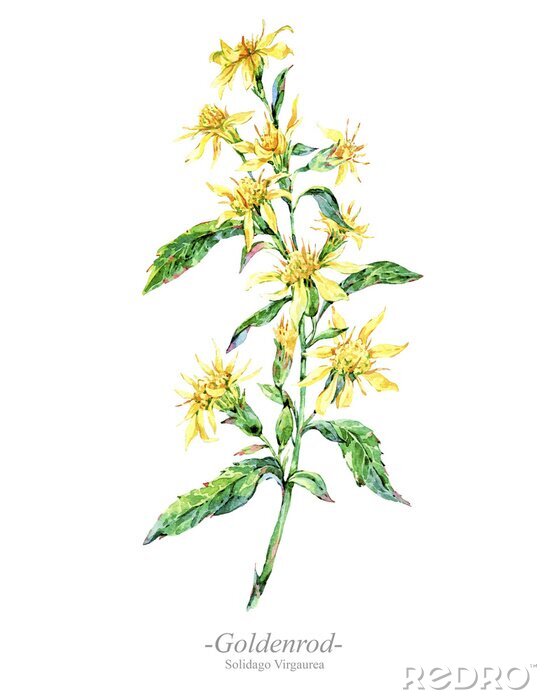 Poster  Fleur jaune d'arnica avec légende
