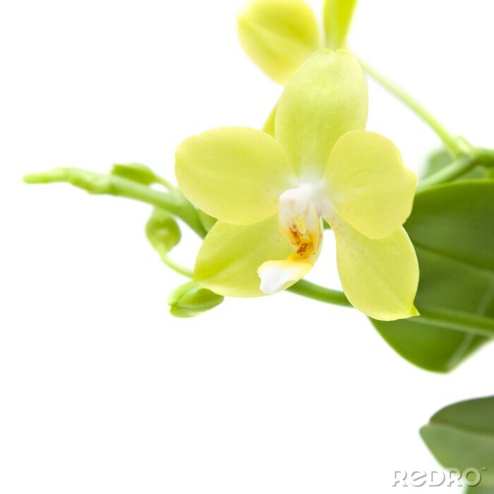 Poster  Fleur jaune en gros plan