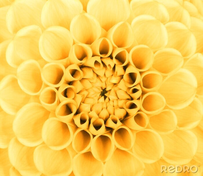 Poster  Fleur jaune sur une macro