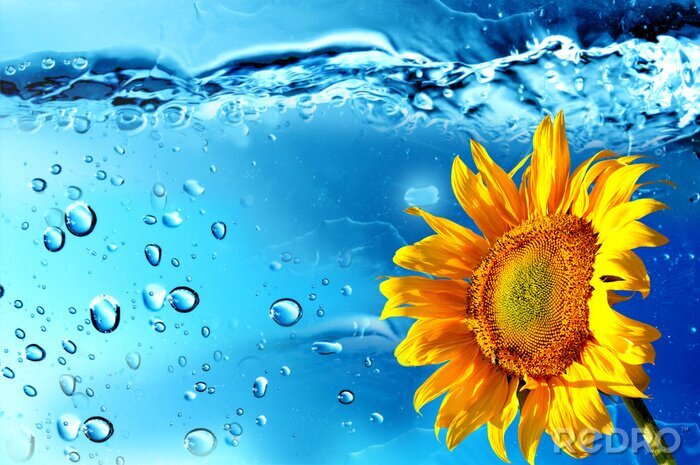 Poster  Fleur orange et gouttes d'eau