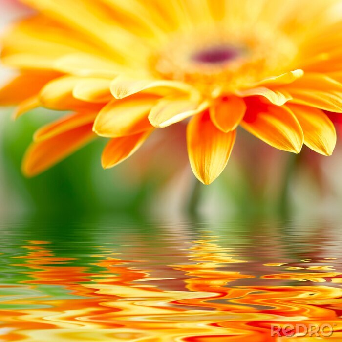Poster  Fleur orange et son reflet dans l'eau