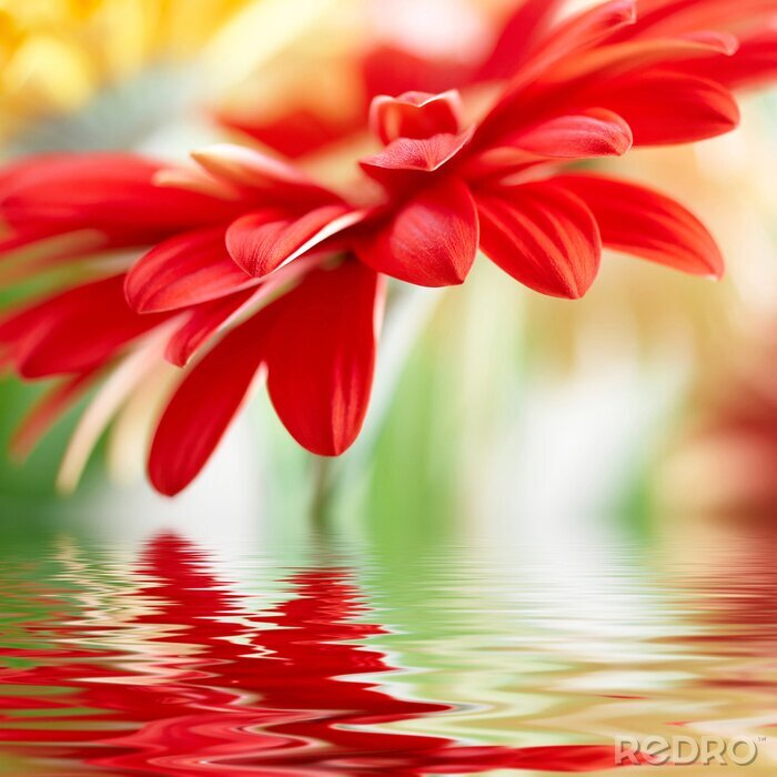 Poster  Fleur rouge et l'eau