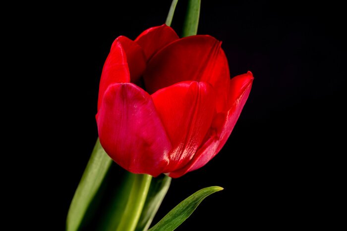 Poster  Fleur rouge et paysage noir