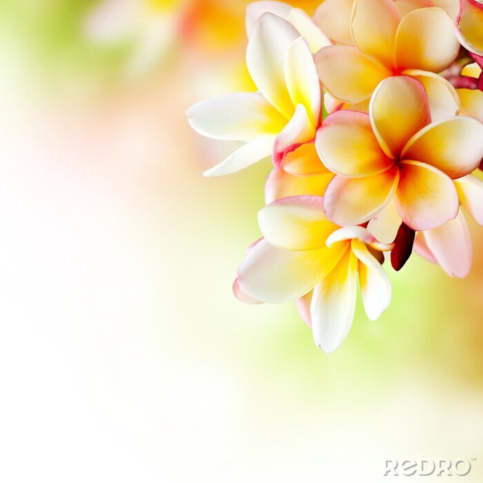 Poster  Fleur tropicale