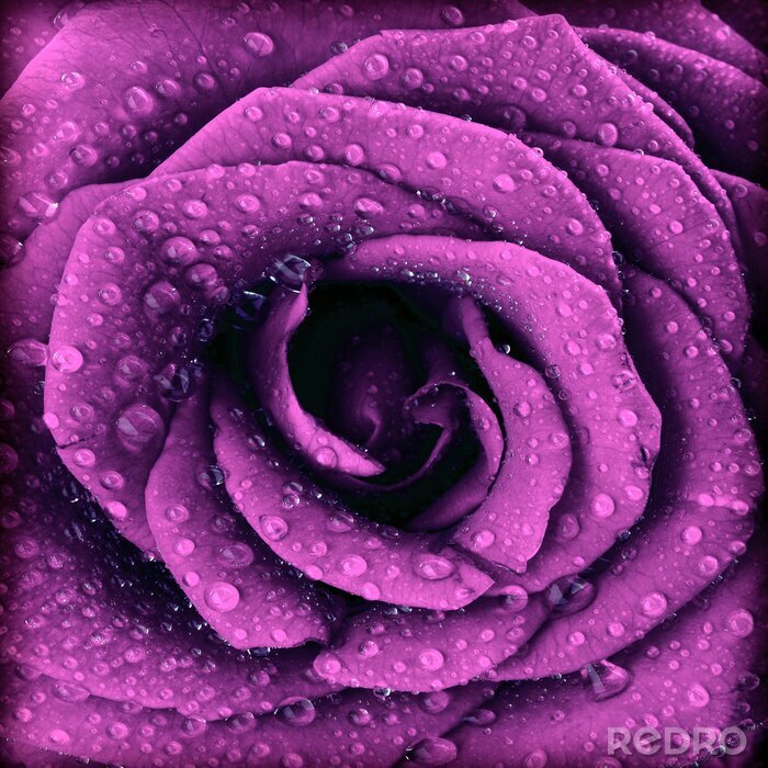 Poster  Fleur violette et rosée