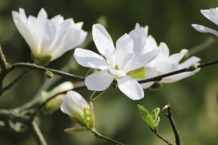 Poster  Fleurs blanches aux pétales dépliés