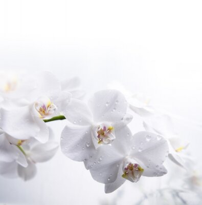 Fleurs blanches dans la rosée