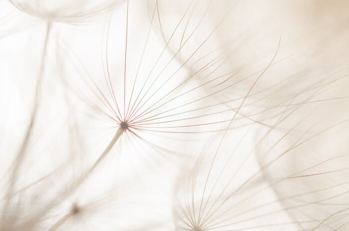 Poster  Fleurs blanches dans un paysage blanc