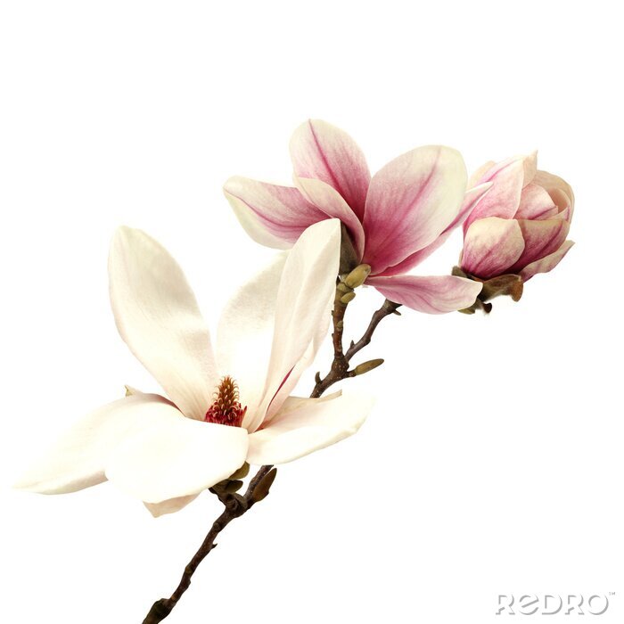 Poster  Fleurs blanches de magnolia sur une branche