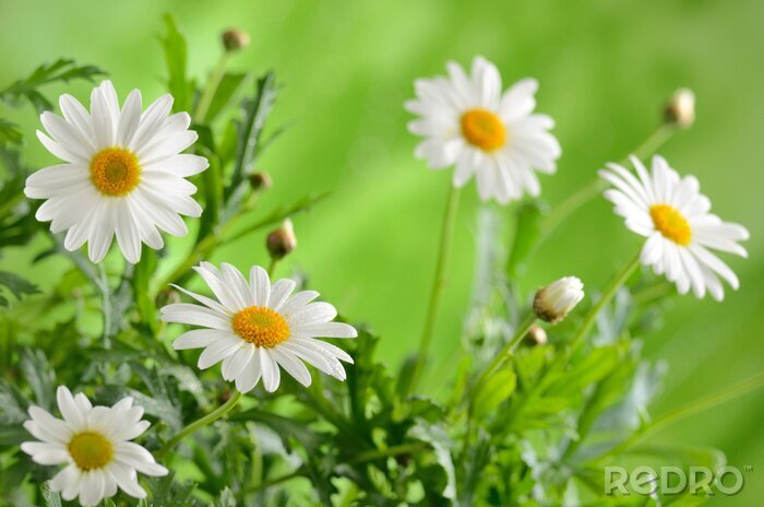 Poster  Fleurs blanches et nature