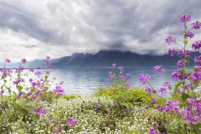 Fleurs blanches et violettes sur fond de montagnes