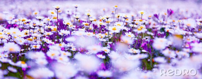 Poster  Fleurs blanches et violettes sur un champ
