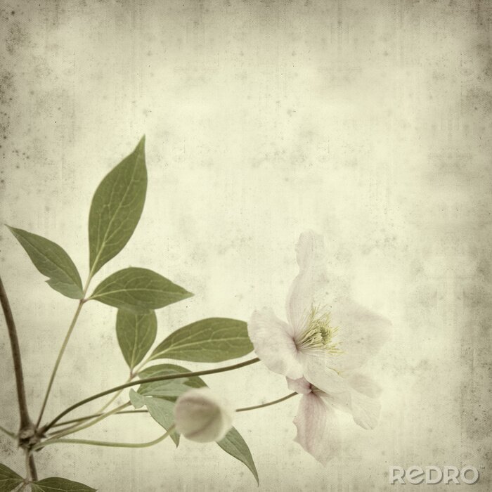 Poster  Fleurs blanches rétro avec des feuilles vertes