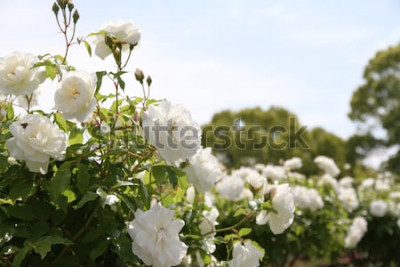 Poster  Fleurs blanches sur les buissons au soleil