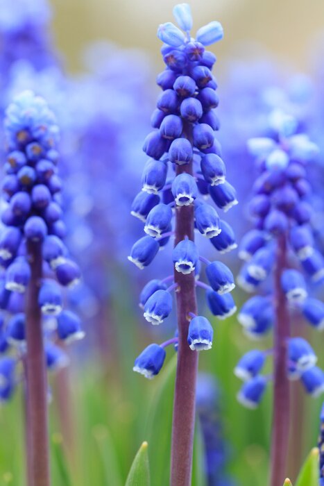 Poster  Fleurs bleues dans l'herbe