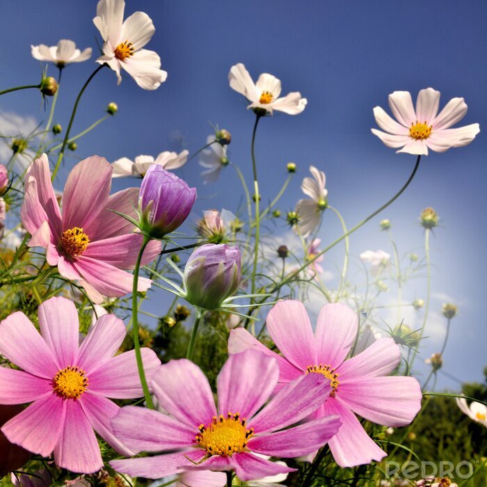 Poster  Fleurs colorées et ciel en toile de fond
