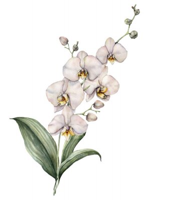 Poster  Fleurs d&#39;orchidées à l&#39;aquarelle