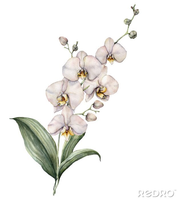 Poster  Fleurs d&#39;orchidées à l&#39;aquarelle