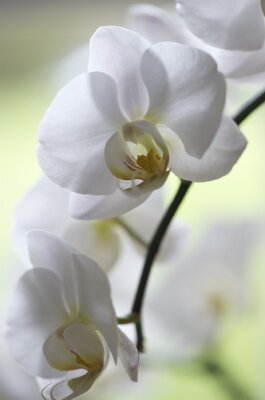 Poster  Fleurs d'orchidées blanches nature