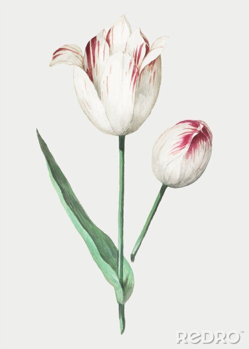 Poster  Fleurs d'un tulipe bicolore blanc et rouge