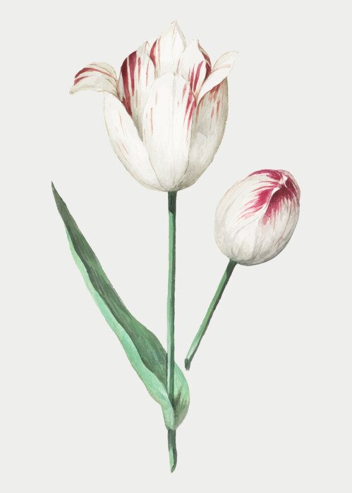 Poster  Fleurs d'un tulipe bicolore blanc et rouge