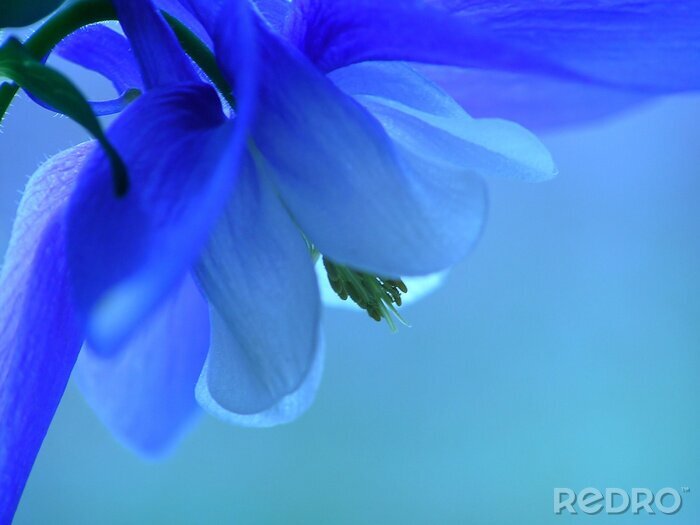 Poster  Fleurs de bleuets