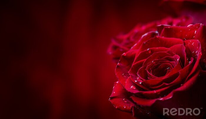 Poster  Fleurs de Bourgogne avec des gouttes de rosée