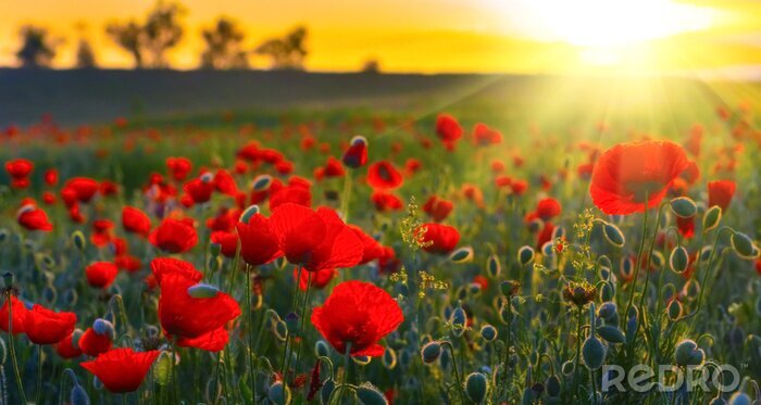 Poster  Fleurs de coquelicots au coucher du soleil