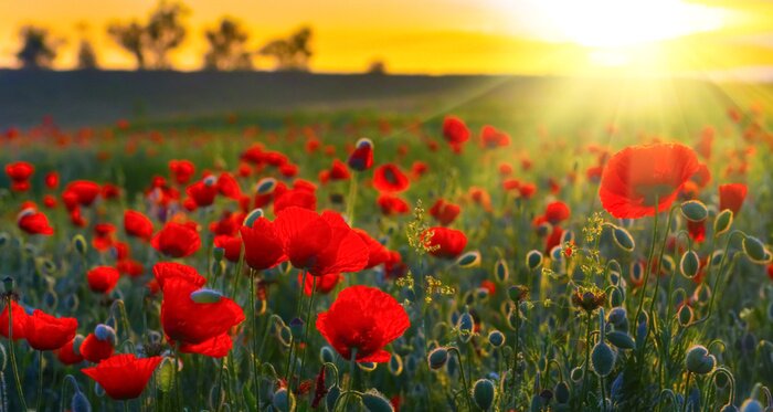 Poster  Fleurs de coquelicots au coucher du soleil