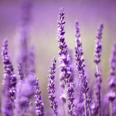 Fleurs de lavande qui poussent