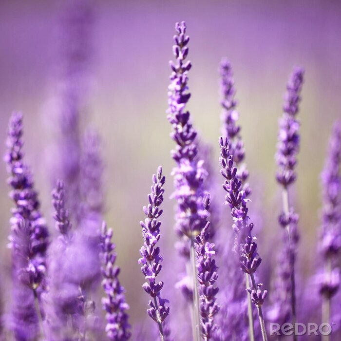 Poster  Fleurs de lavande qui poussent