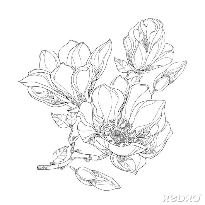 Poster  Fleurs de magnolia aux contours noirs