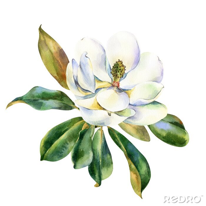Poster  Fleurs de magnolia en pleine floraison