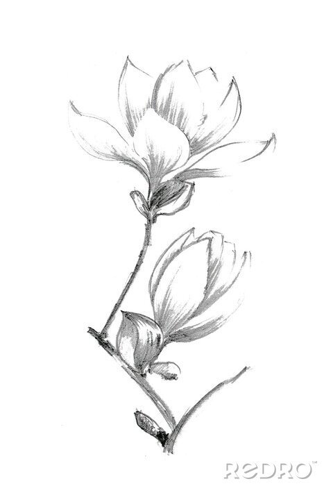 Poster  Fleurs de magnolia ombrées au crayon