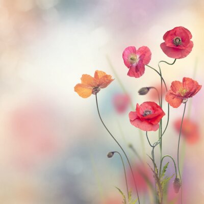 Fleurs de pavot rouge