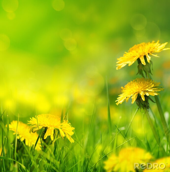 Poster  Fleurs de pissenlit jaunes dans une clairière