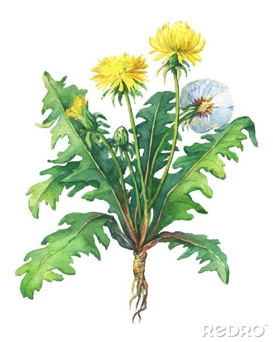 Poster  Fleurs de pissenlit (Taraxacum, blowball). Peinture aquarelle dessinée à la main sur fond blanc.