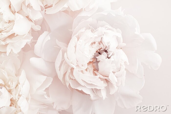 Poster  Fleurs de Pivoines en Couleur Pastel