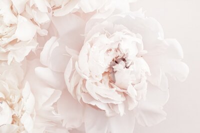 Papier peint  Fleurs de Pivoines en Couleur Pastel