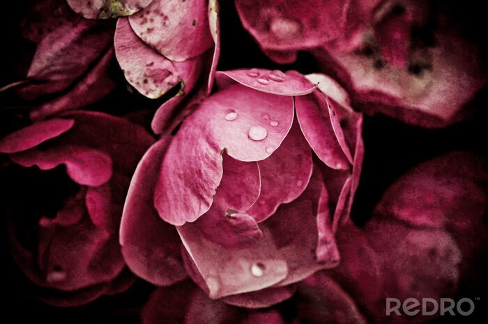 Poster  Fleurs de pivoines et rosée