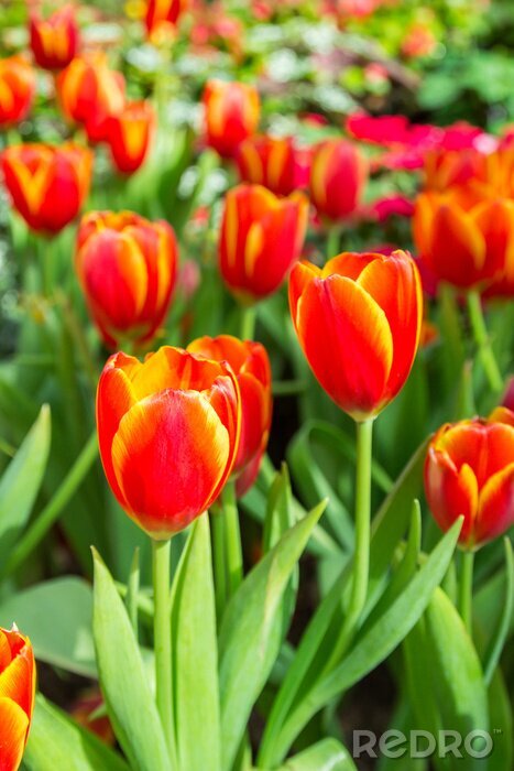Poster  Fleurs de printemps aux couleurs juteuses