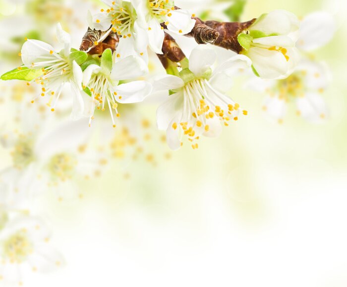 Poster  Fleurs de printemps sur une branche