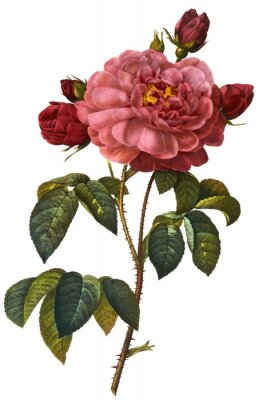 Fleurs de roses carmin sur une brindille