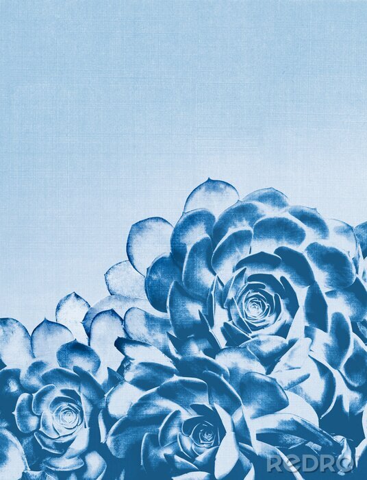 Poster  Fleurs de succulentes aux tons bleus