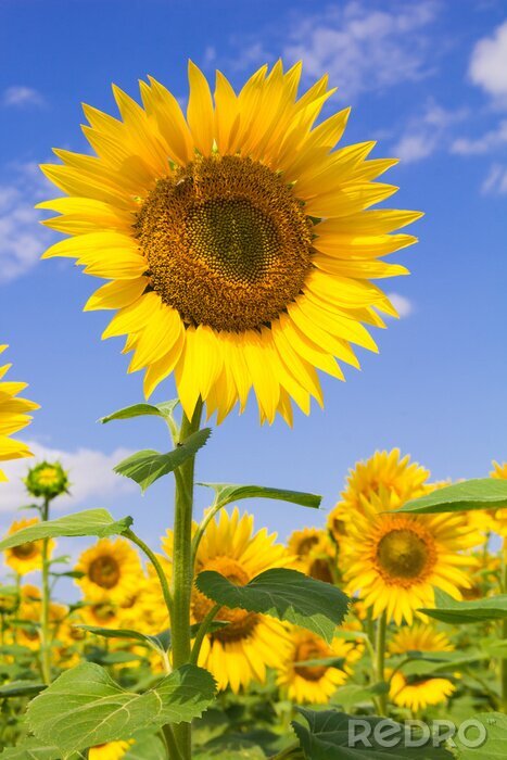 Poster  Fleurs des champs face au soleil