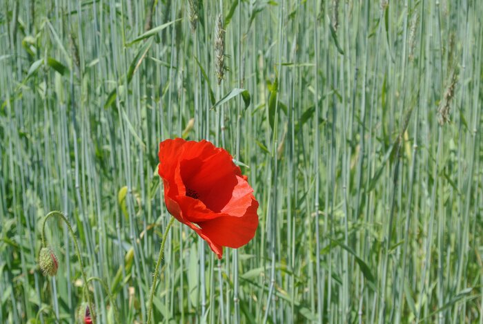 Poster  Fleurs des champs parmi l'herbe