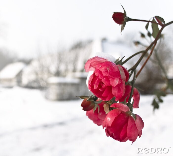 Poster  Fleurs en hiver