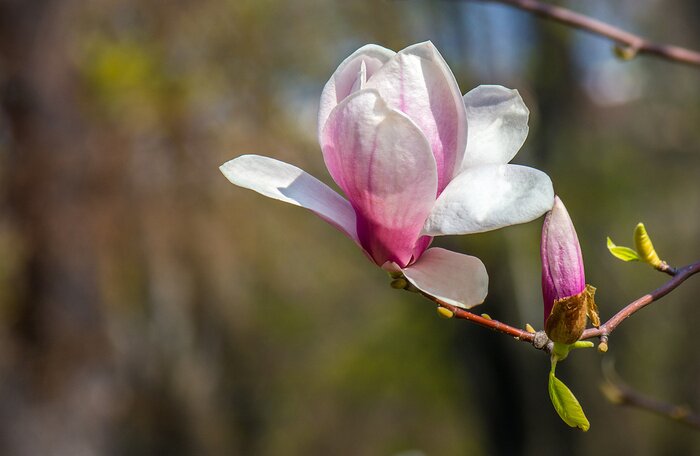 Poster  Fleurs épanouies sur les branches du printemps