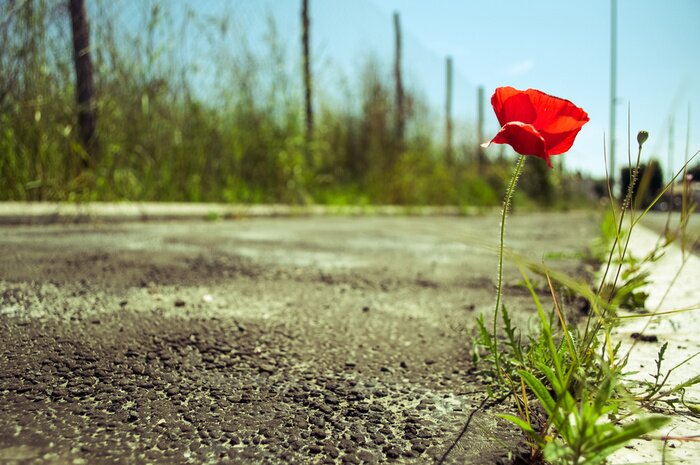 Poster  Fleurs et herbe qui poussent au bord de la route